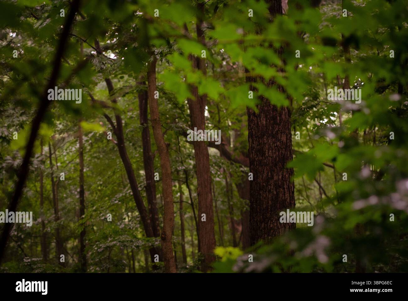Unter dem warmen Licht der Sonne stehen junge Bäume still um einen alten Baum – eine sanfte Szene der Zeit und des Wachstums in der Natur. Stockfoto
