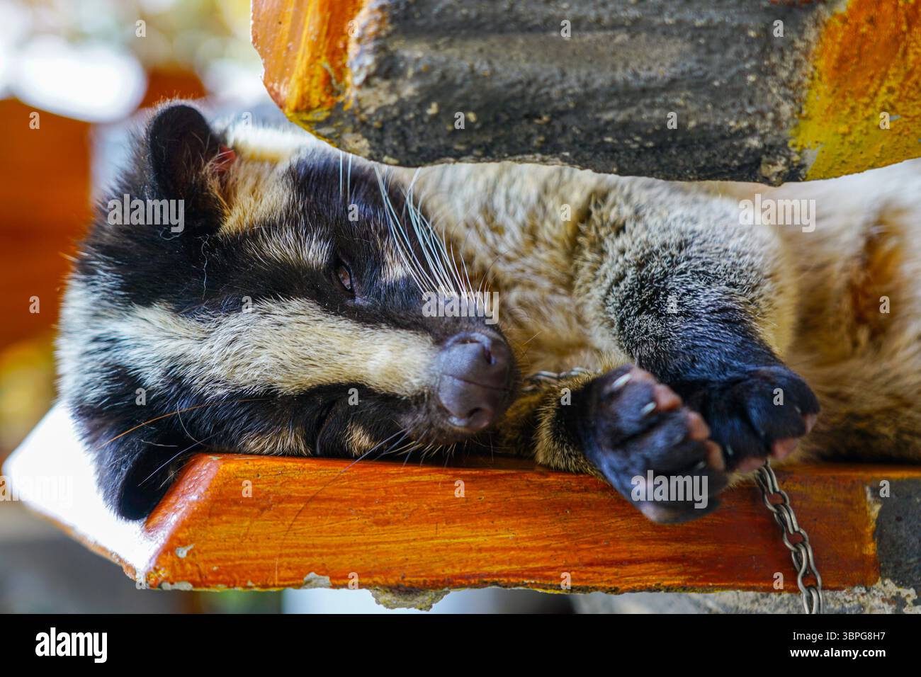 Eine angekettete asiatische Palmenzibete liegt auf einer hölzernen Plattform. Diese Tiere werden häufig in der Zibettkaffee-Produktion verwendet, was ethische Bedenken aufwirft Stockfoto