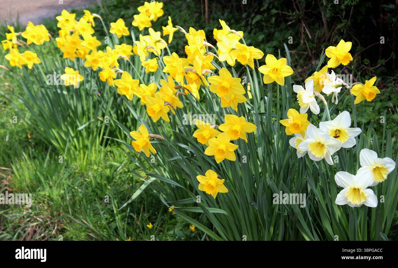 Narzissen-Narzissen, „Trompete gelb“ und „Topolino“, die im Frühling blühen Stockfoto