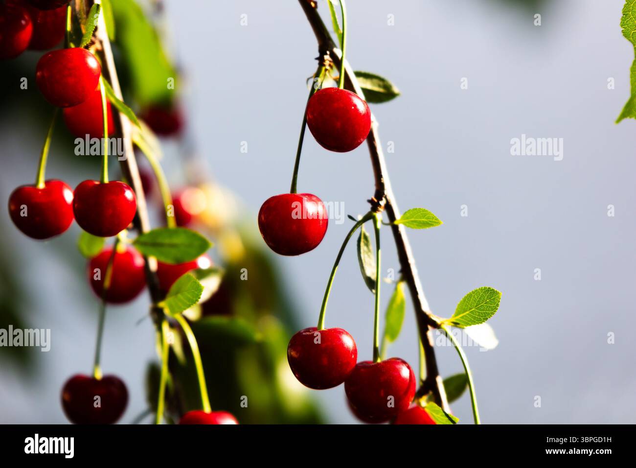 Sauerkirsche und Kirschen. Obst und Gemüse. Und Pflanzen. Baum und Bäume. Naturfotografie. Stockfoto