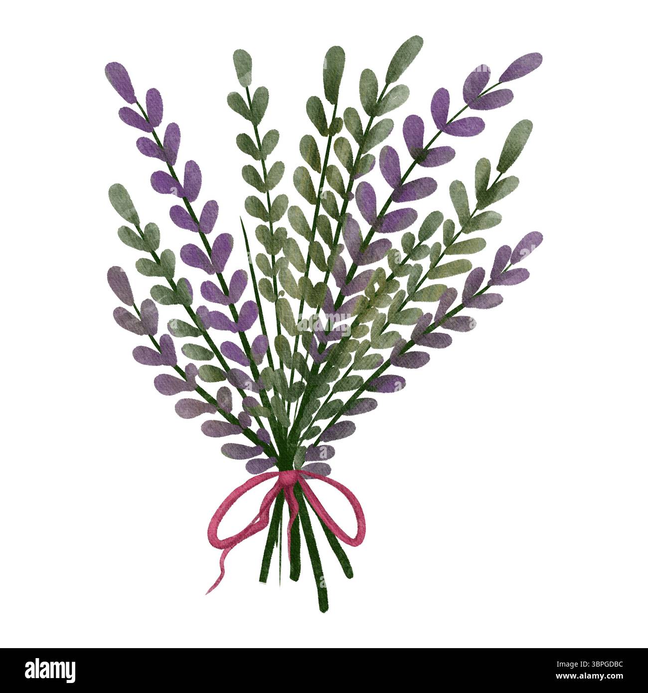 Kräuter mit zarten Lavendelzweigen, die mit einem roten Band zusammengebunden sind. Diese botanische Illustration, handgezeichnet im Aquarellstil Stockfoto