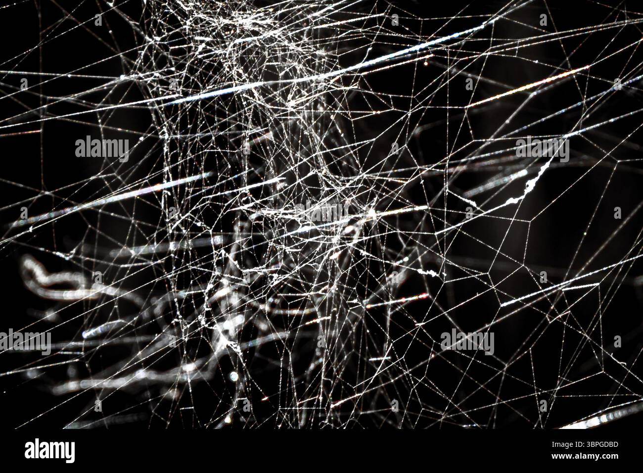 Dieses Stockfoto zeigt ein aufwendig gewebtes Spinnennetz, das im Sonnenlicht glitzert. Die zarten Fäden des Netzes bilden ein fesselndes Muster Stockfoto