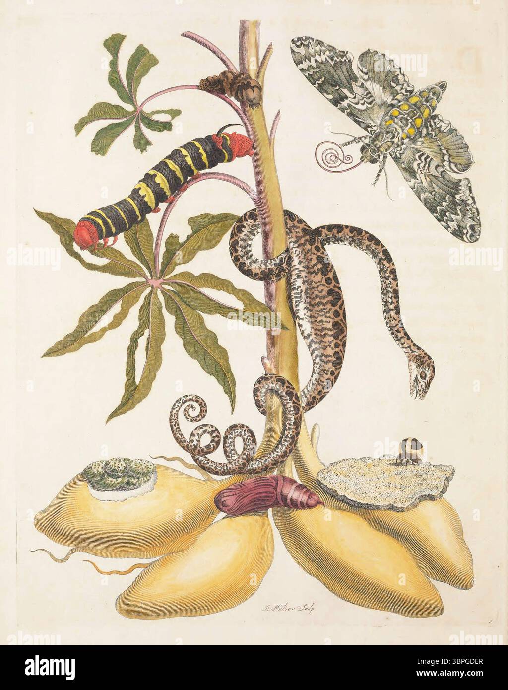 Illustration aus Metamorphosis Insectorum Surinamensium (1705) von Maria Sibylla Merian, die den Lebenszyklus der riesigen Sphinxmotte (Cocytius antaeus) auf einer Maniokpflanze zeigt, neben einer Schlange, einem Käfer und anderen naturalistischen Details aus Surinames tropischem Ökosystem. Stockfoto