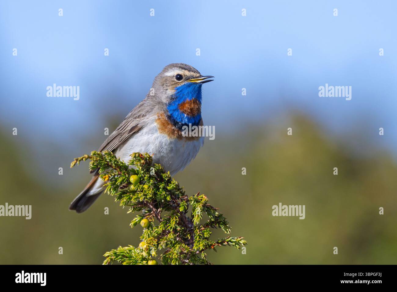 Rotfleckenbluethroat (Luscinia svecica svecica) männlicher Gesang vom Sträucher auf der Tundra im Frühjahr, Schweden, Skandinavien Stockfoto