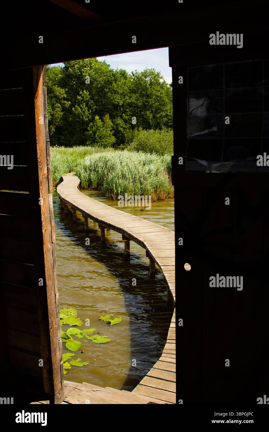 Ein geschwungener Holzsteg erstreckt sich über ruhiges Wasser, umgeben von hohen grünen Schilfen, eingerahmt von dem dunklen Inneren eines Holzbauwerks. Stockfoto