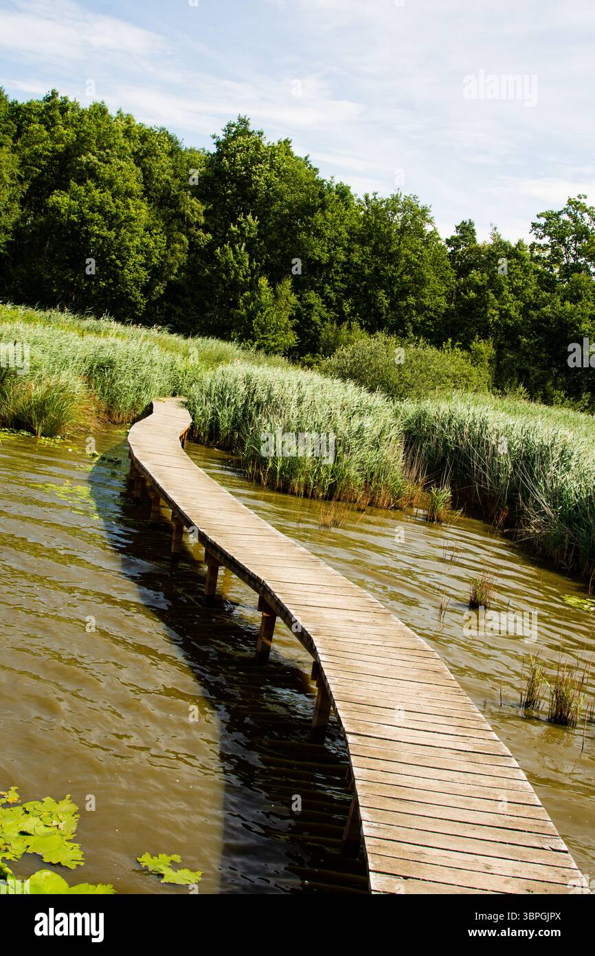 Ein anmutig geschwungener Holzsteg durchquert trübes Wasser, das von dichtem grünen Schilf umgeben ist und in einen dichten Wald unter hellem Himmel führt. Stockfoto