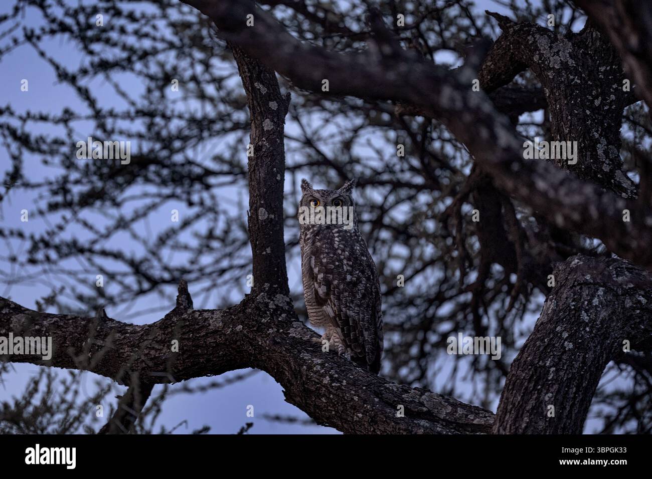 Afrika, Eule in der Nacht. Bubo africanus, gefleckter Uhu, seltene afrikanische Eule im Naturhabitat im Okawango-Delta, Moremi Botswana. Stockfoto