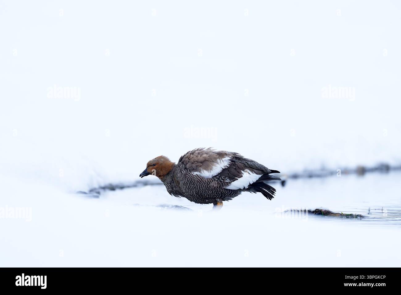 Hochlandgans oder Magellangans, Chloephaga picta, Vogel im natürlichen Winterhabitat. Gans im kalten Wasser, Winter Patagonien, Torres del Paine NP, C Stockfoto