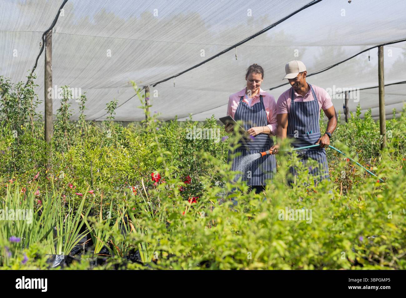 Verschiedene Kollegen, die Schürzen mit Tablett tragen und Blumen mit Gartenschlauch im Shadehouse bewässern Stockfoto