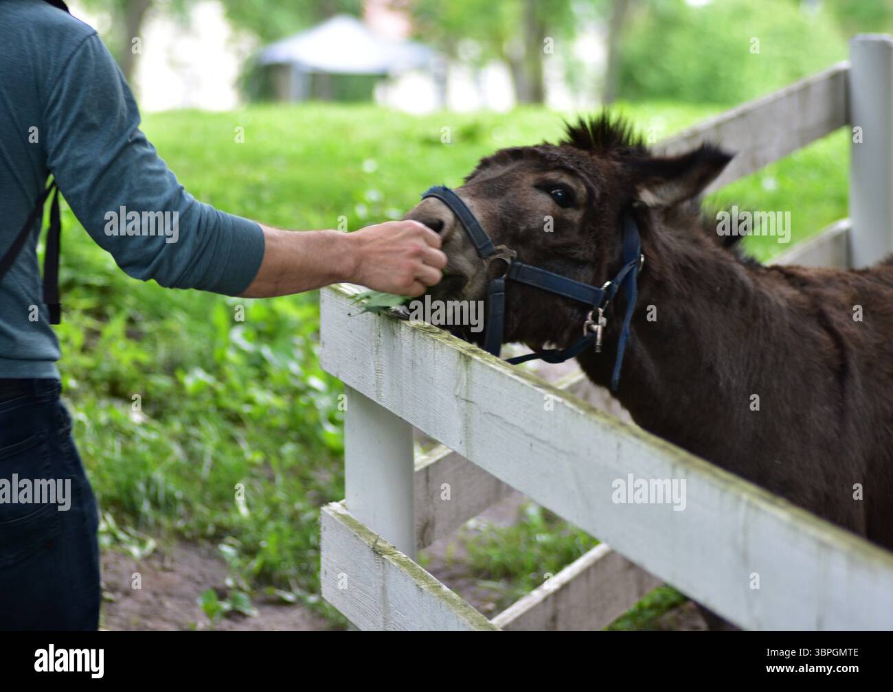 Brauner Esel, der eifrig Blätter aus der Hand eines Mannes über einen rustikalen Holzzaun nimmt. Freundliche Interaktion mit Tieren auf dem Bauernhof, symbolisiert ländliches Leben, Verbindung Stockfoto