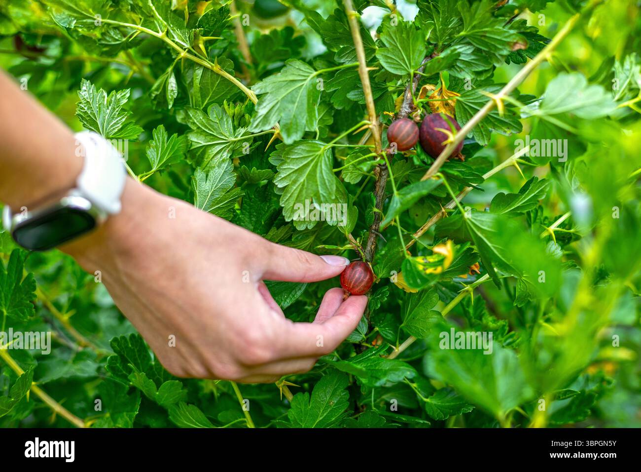 Handpflücken reifer Stachelbeeren aus Dornbusch. Nahaufnahme einer Person, die eine dunkelrote Stachelbeere aus einer grünen Dornpflanze erntet, die wild ist Stockfoto
