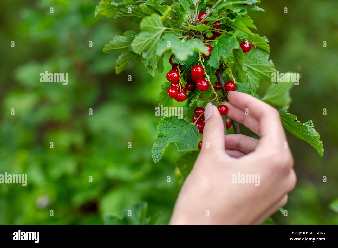 Ernte reifer roter Johannisbeeren aus Blattzweigen. Nahaufnahme einer Hand, die sanft hellrote Johannisbeeren aus einem grünen Blattstrauch erntet, was den Sommer darstellt Stockfoto