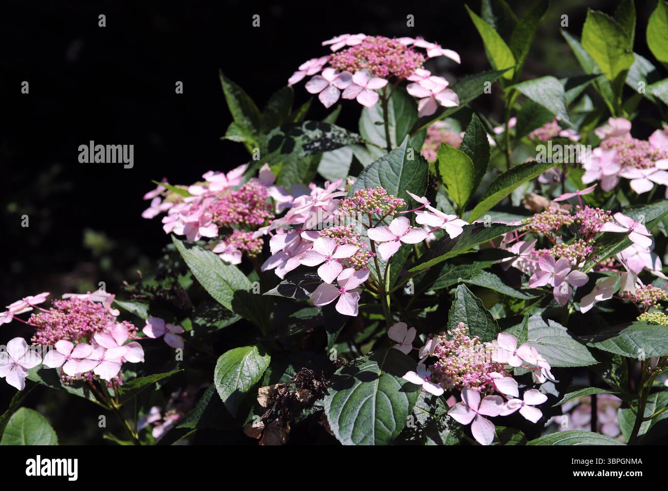 Blühende Rosa Lacecap Hydrangea Stockfoto