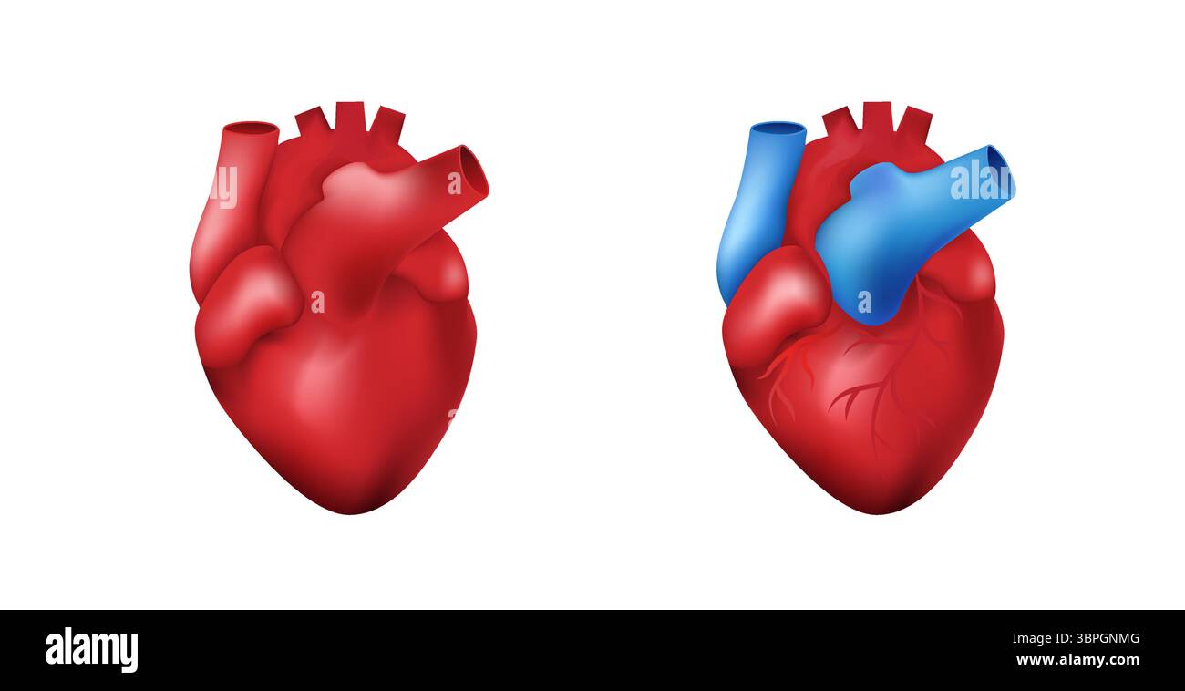 Anatomische Herz-Illustration zur Hervorhebung des Gefäßsystems und medizinischer konzeptioneller Elemente Stock Vektor