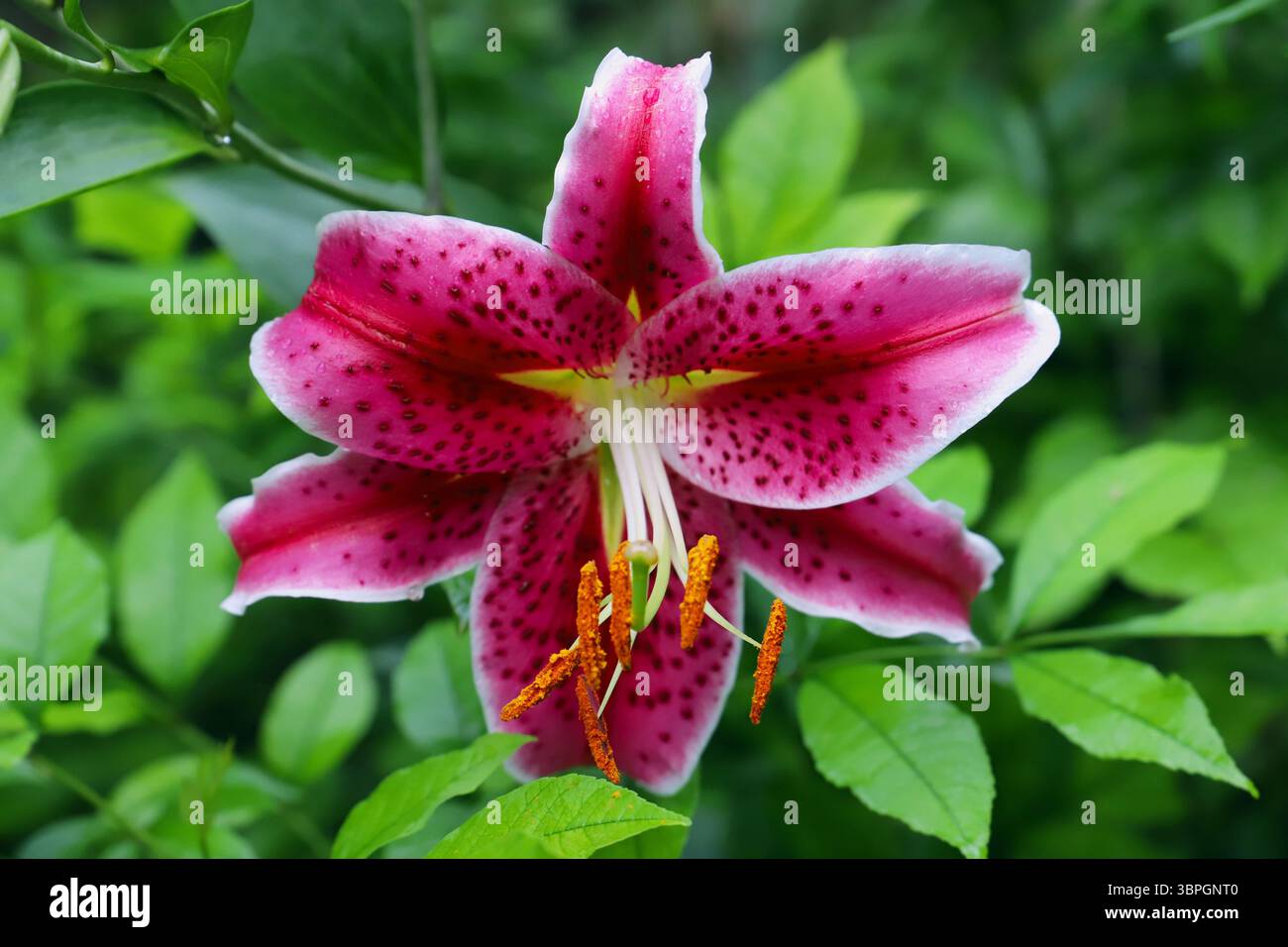 Nahaufnahme der Stagazer Lily (Lilium 'Stargazer') Blüte mit senfgelben Antheren in der Mitte Stockfoto