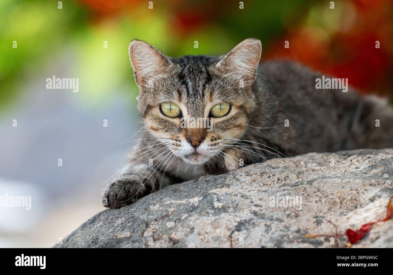 Straßenkatze auf einem Felsen auf Gran Canaria, wachsam und tabbybeschichtet, mit natürlicher Kulisse. Stockfoto