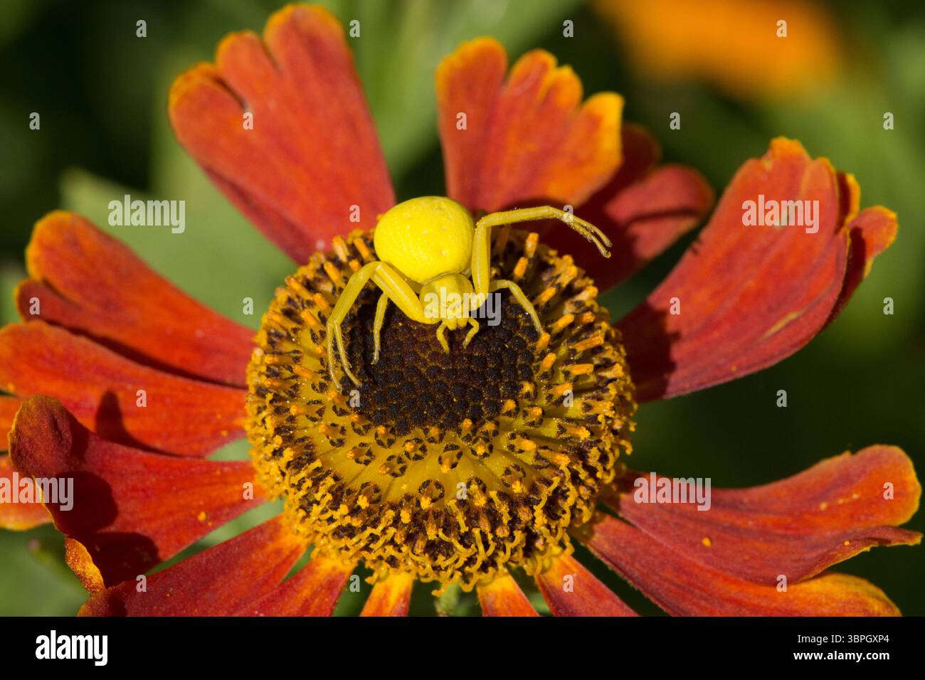 Blumenkrabbenspinne, Misumena vatia, Weibchen, die die Farbe der Blume annehmen, warten darauf, vorbeiziehende Beute, Raubtier, Helenium zu ergreifen Stockfoto