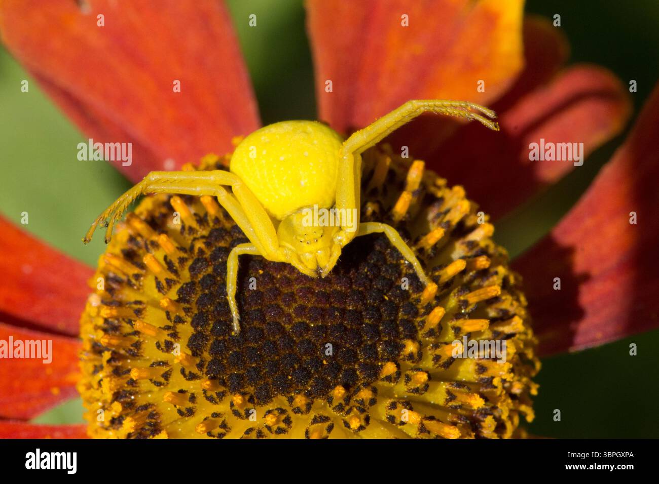 Blumenkrabbenspinne, Misumena vatia, Weibchen, die die Farbe der Blume annehmen, warten darauf, vorbeiziehende Beute, Raubtier, Helenium zu ergreifen Stockfoto