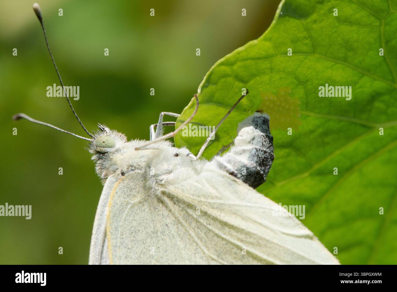 Pieris brassicae, großer weißer Schmetterling, der Eier auf der Unterseite eines Kapuzinerblattes legt, Nahaufnahme, weißer Kohl-Schmetterling Stockfoto
