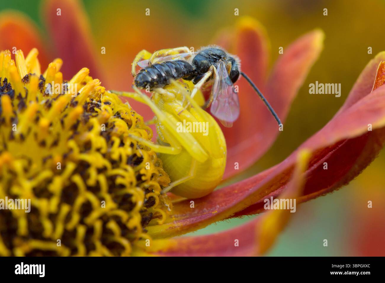 Blumenkrabbenspinne, Misumena vatia isst kleine Beute, Weibchen, das zur Tarnung die Farbe der Helenblüte geändert hat Stockfoto