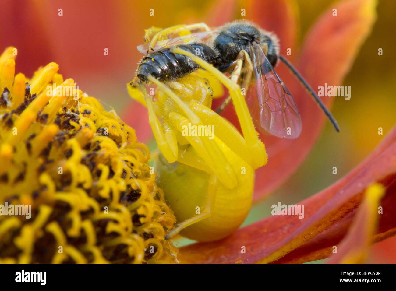 Blumenkrabbenspinne, Misumena vatia isst kleine Beute, Weibchen, das zur Tarnung die Farbe der Helenblüte geändert hat Stockfoto