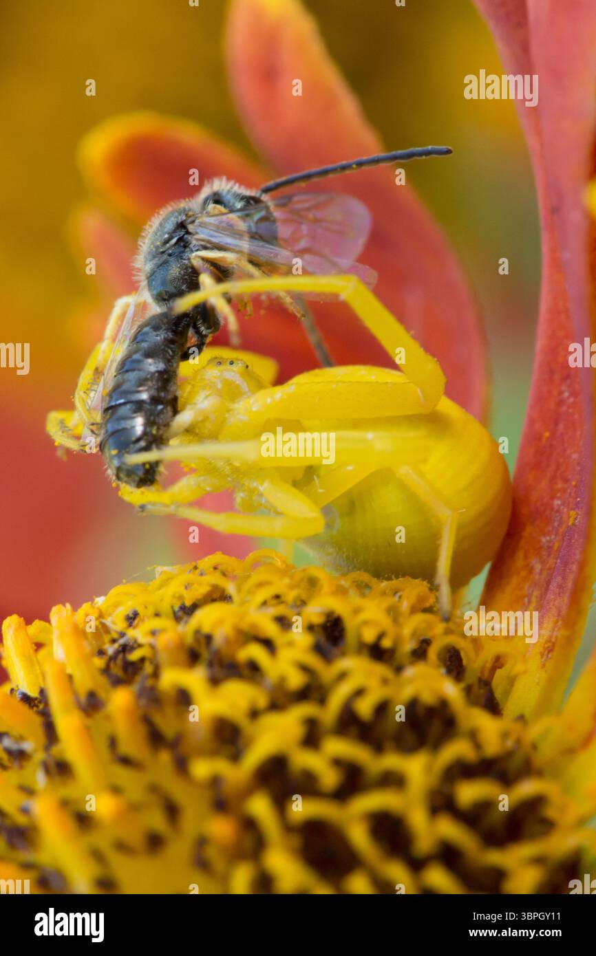 Blumenkrabbenspinne, Misumena vatia isst kleine Beute, Weibchen, das zur Tarnung die Farbe der Helenblüte geändert hat Stockfoto