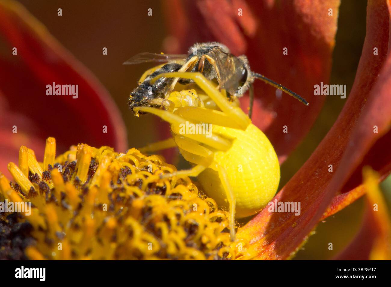 Blumenkrabbenspinne, Misumena vatia isst kleine Beute, Weibchen, das zur Tarnung die Farbe der Helenblüte geändert hat Stockfoto