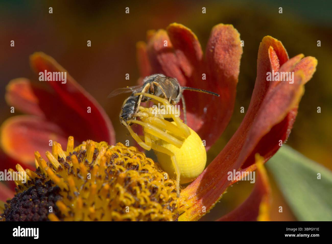 Blumenkrabbenspinne, Misumena vatia isst kleine Beute, Weibchen, das zur Tarnung die Farbe der Helenblüte geändert hat Stockfoto