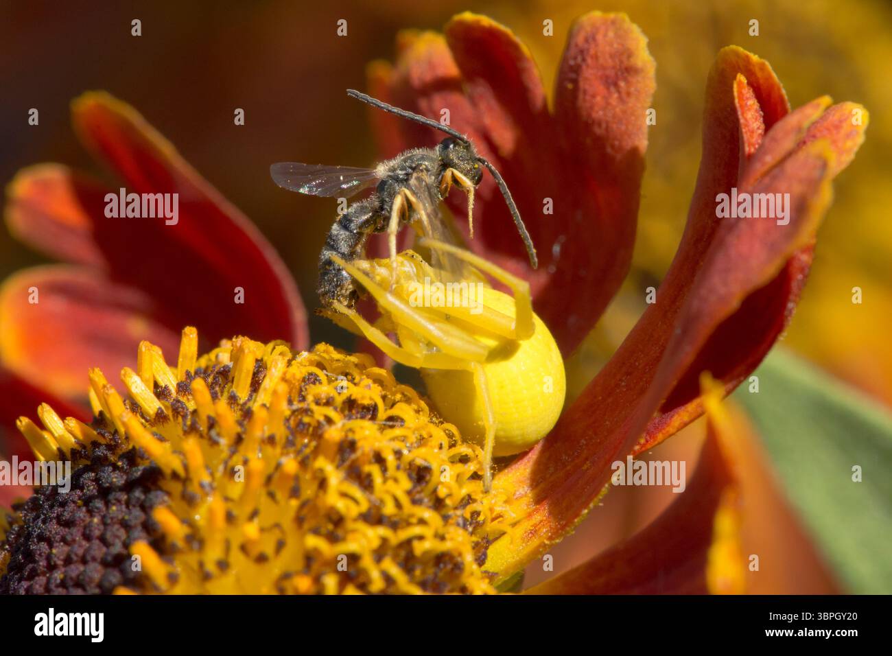 Blumenkrabbenspinne, Misumena vatia isst kleine Beute, Weibchen, das zur Tarnung die Farbe der Helenblüte geändert hat Stockfoto