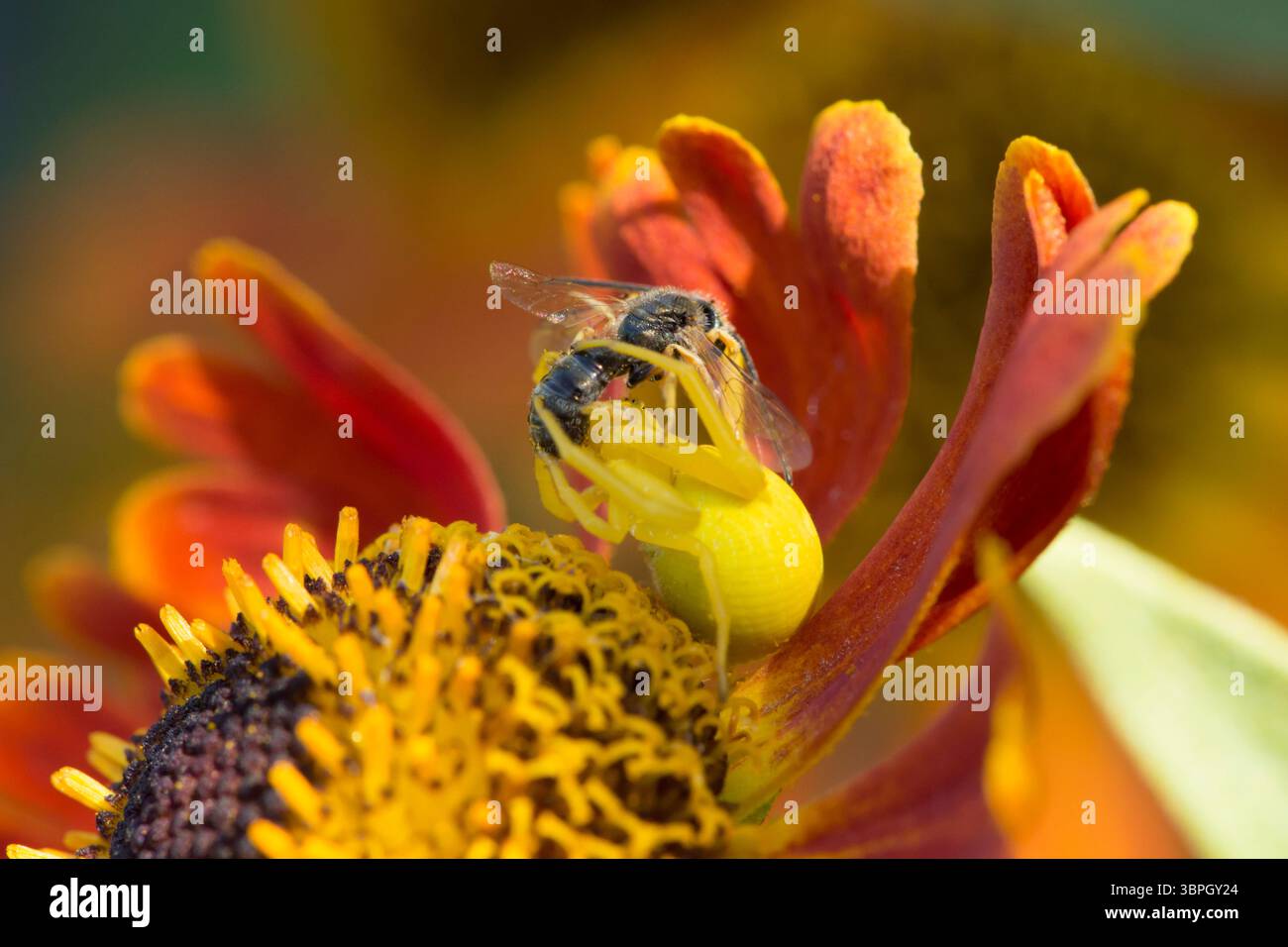 Blumenkrabbenspinne, Misumena vatia isst kleine Beute, Weibchen, das zur Tarnung die Farbe der Helenblüte geändert hat Stockfoto