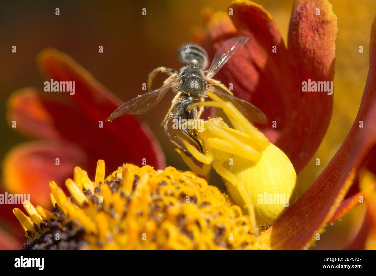 Blumenkrabbenspinne, Misumena vatia isst kleine Beute, Weibchen, das zur Tarnung die Farbe der Helenblüte geändert hat Stockfoto