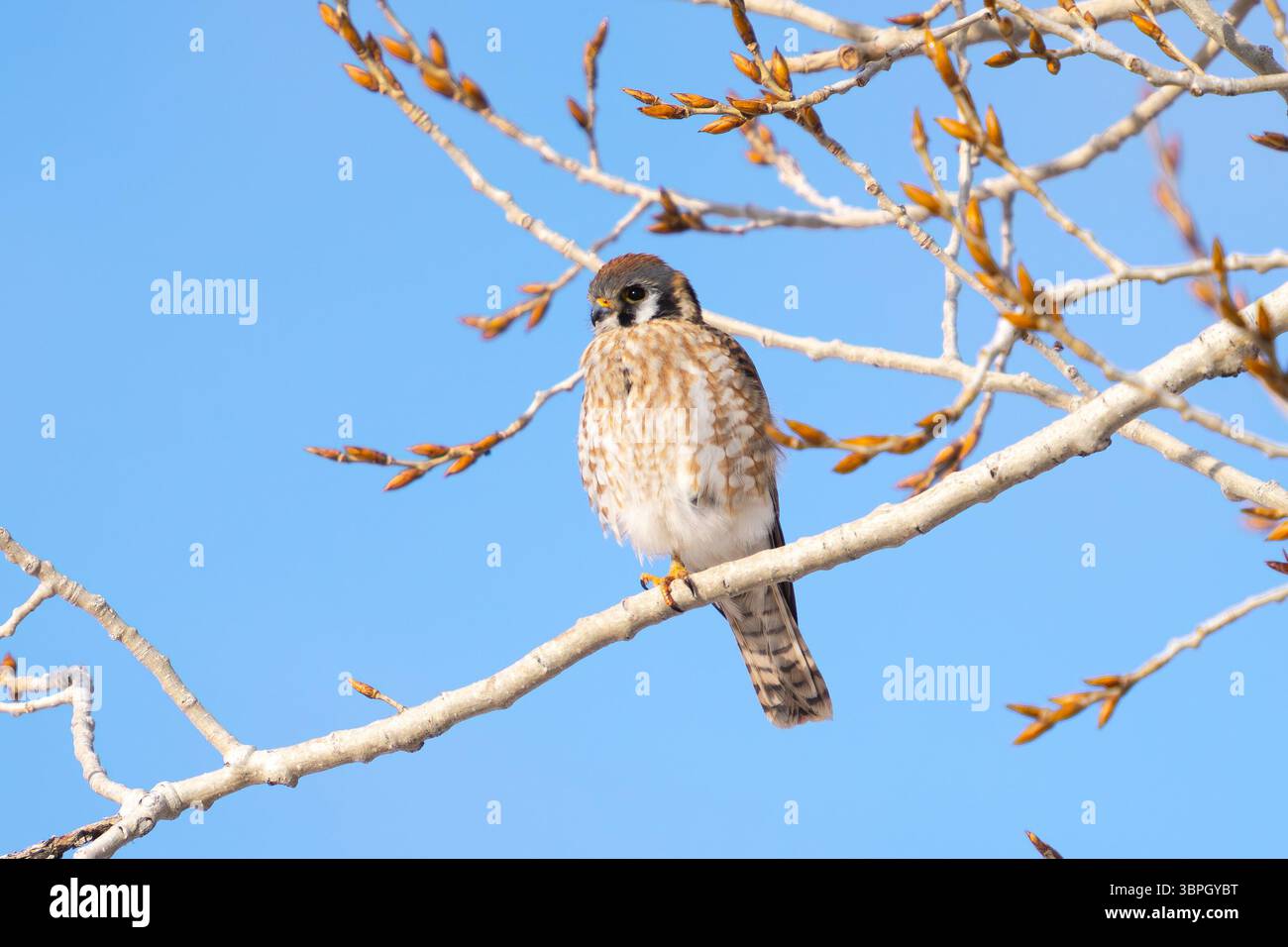 Ein weiblicher amerikanischer Kestrel-Vogel, der friedlich auf dem Zweig eines aufblühenden Baumes an einem schönen Tag im Frühling ruht, mit einem Bein darunter Stockfoto
