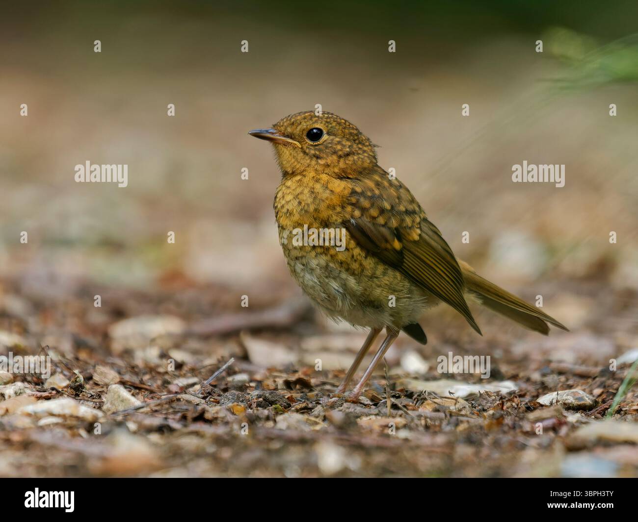 Ein junger robin, der noch im Gange ist Stockfoto