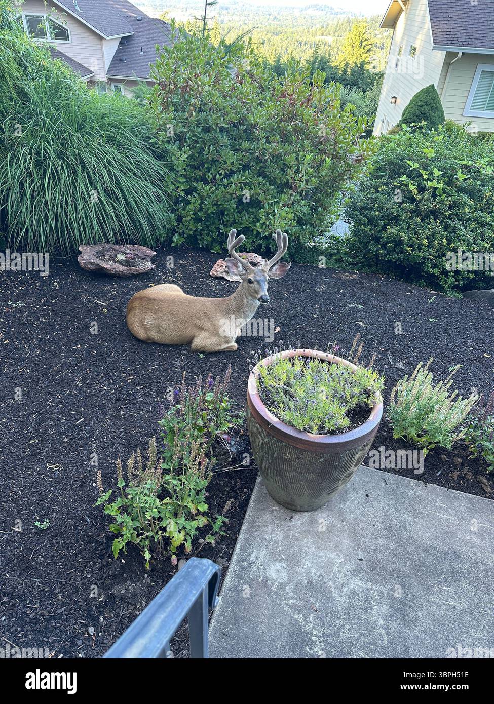 Ein Bock mit Geweihen, der im Vorgarten eines Hauses in Eugene, Oregon, liegt. - Smartphone-aufgenommenes Stockfoto