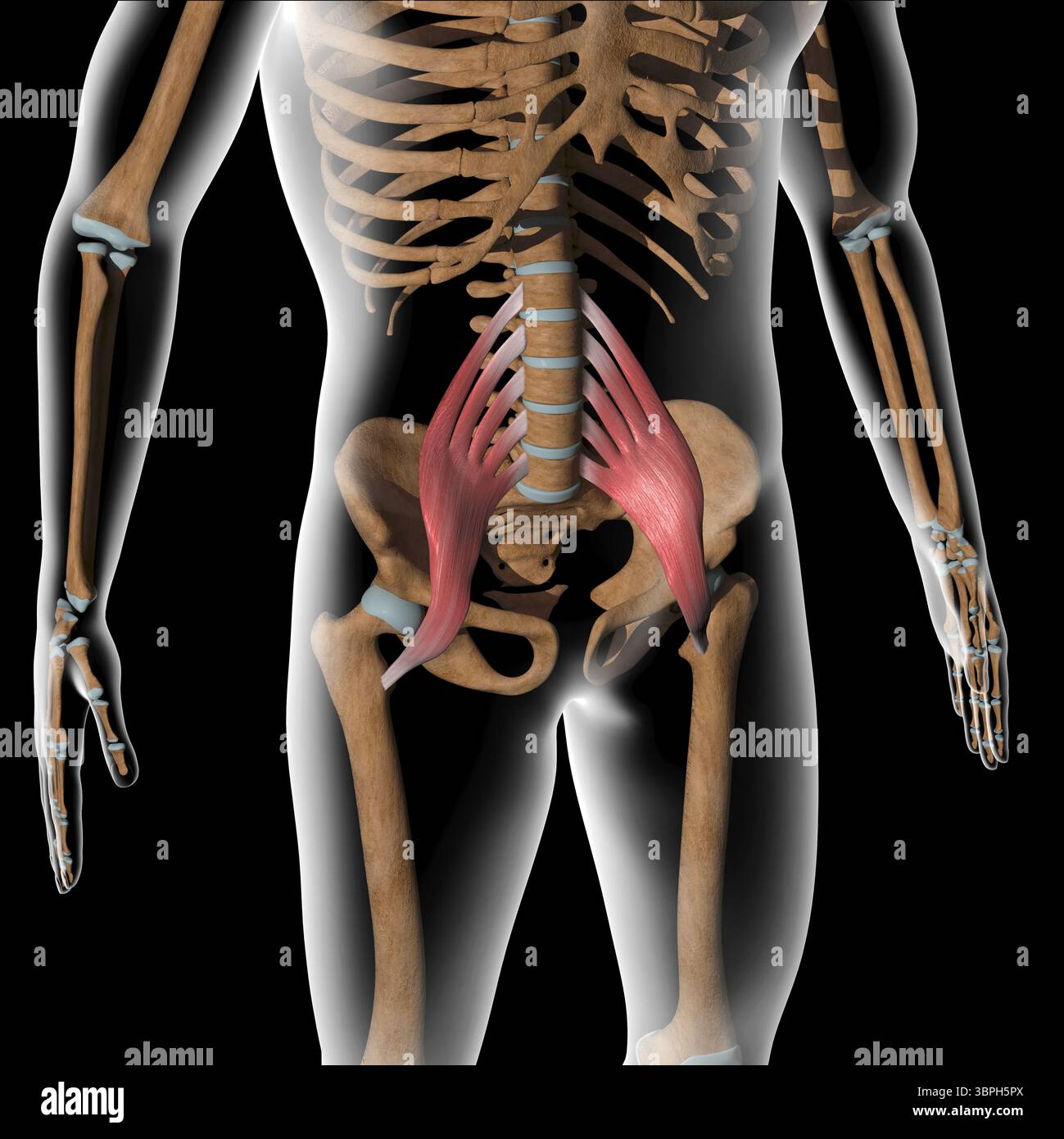 Diese 3D-Abbildung zeigt die großen Muskeln des Psoas auf dem Röntgenkörper Stockfoto Diese 3D-Abbildung zeigt die großen Muskeln des Psoas auf dem Röntgenkörper Stockfoto