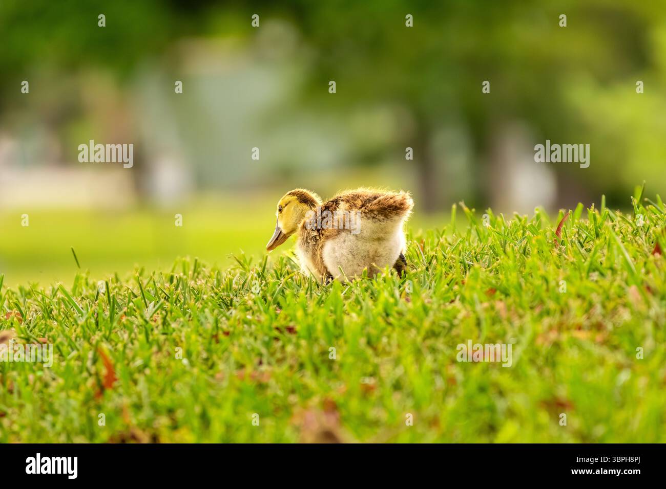Schlüpfling läuft weg auf der Suche nach Mom. Stockfoto