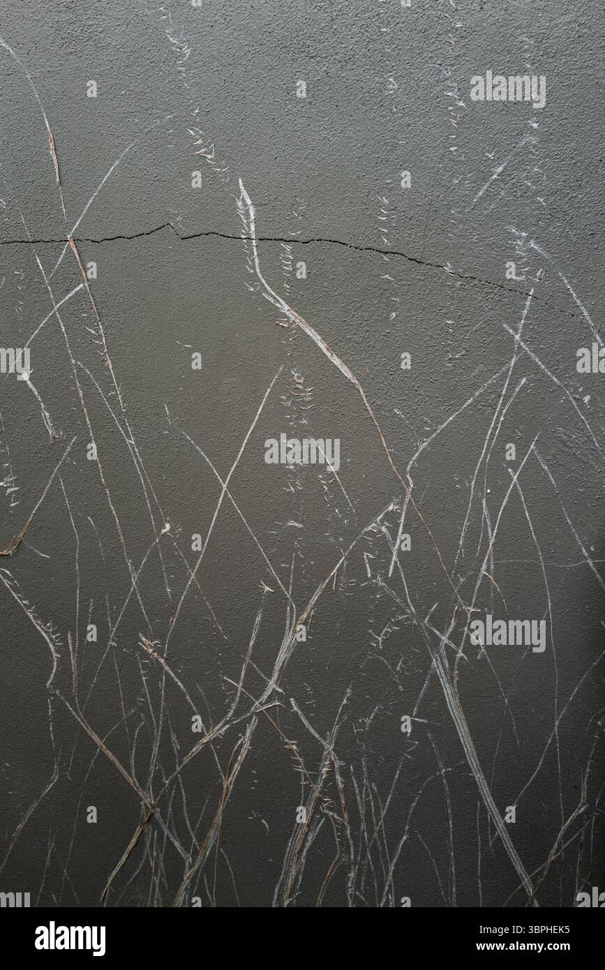 Nahaufnahme einer strukturierten dunkelgrauen Wand mit organischen weißen Kratzern und einem horizontalen Riss. Die chaotischen, abstrakten Markierungen ähneln getrocknetem Gras oder Claw-li Stockfoto