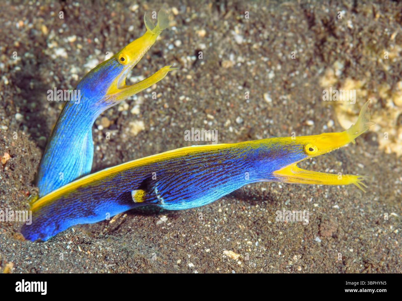 Blaue Ribbon-Aale, Rhinomuraena quaesita; der vordere Aal nimmt die Farbe der Erwachsenen an, während der hintere Aal von männlich zu weiblich wechselt. Tulamben, Bali. Stockfoto