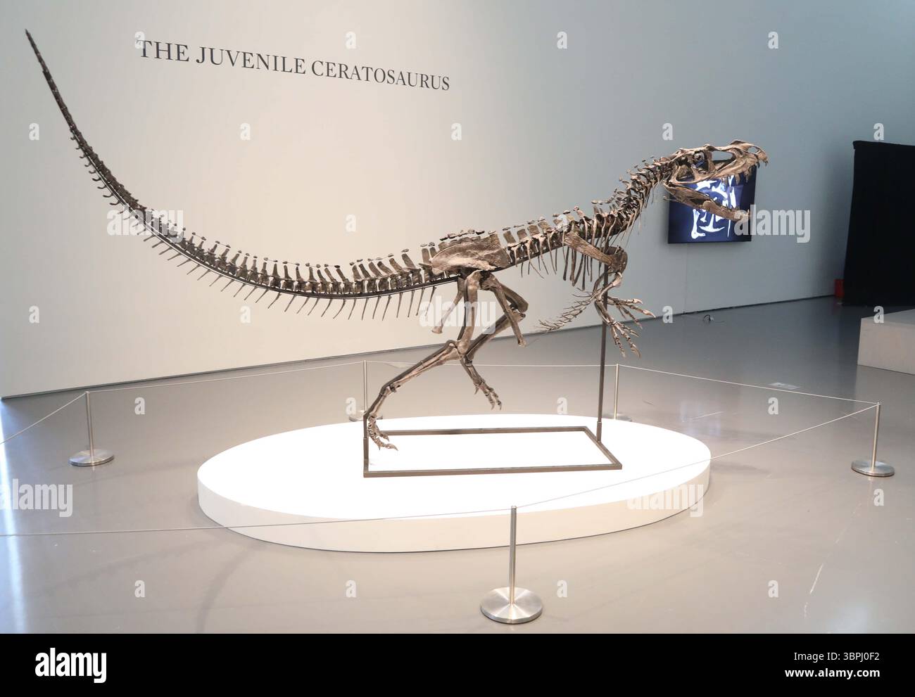New York, New York, USA. Juli 2025. Ein juveniler Ceratosaurus, der einzige bekannte Spezies seiner Art, aus dem späten Jura, Kimmeridgian Stage (vor etwa 154-149 Millionen Jahren), schätzt 4 bis 6 Millionen US-Dollar, wie bei der Pressevorschau zur Geek Week 2025 in Sotheby's New York zu sehen ist. (Kreditbild: © Nancy Kaszerman/ZUMA Press Wire) NUR REDAKTIONELLE VERWENDUNG! Nicht für kommerzielle ZWECKE! Stockfoto