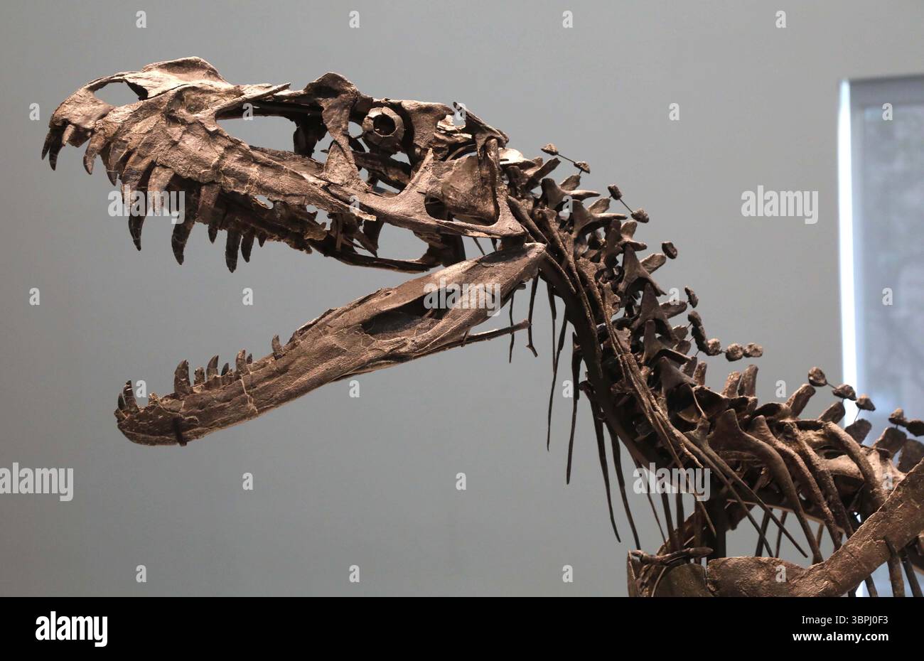 New York, New York, USA. Juli 2025. Eine Detailansicht des juvenilen Ceratosaurus, des einzigen bekannten Spezies seiner Art, aus dem späten Jura, Kimmeridgian Stage (vor ca. 154-149 Millionen Jahren), geschätzt 4 bis 6 Millionen Dollar, gesehen bei der Pressevorschau zur Geek Week 2025 in Sotheby's New York. (Kreditbild: © Nancy Kaszerman/ZUMA Press Wire) NUR REDAKTIONELLE VERWENDUNG! Nicht für kommerzielle ZWECKE! Stockfoto