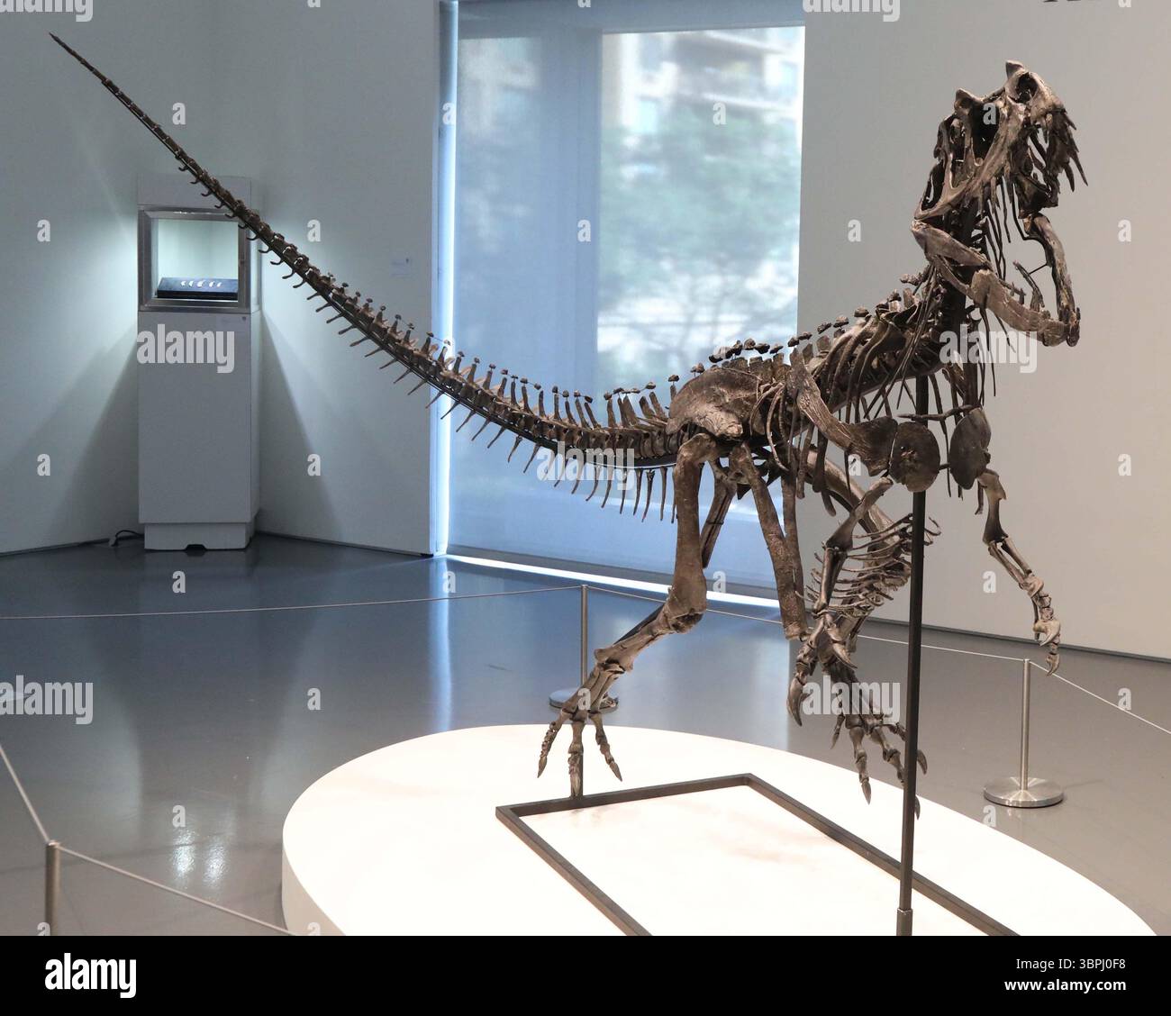 New York, New York, USA. Juli 2025. Ein juveniler Ceratosaurus, der einzige bekannte Spezies seiner Art, aus dem späten Jura, Kimmeridgian Stage (vor etwa 154-149 Millionen Jahren), schätzt 4 bis 6 Millionen US-Dollar, wie bei der Pressevorschau zur Geek Week 2025 in Sotheby's New York zu sehen ist. (Kreditbild: © Nancy Kaszerman/ZUMA Press Wire) NUR REDAKTIONELLE VERWENDUNG! Nicht für kommerzielle ZWECKE! Stockfoto