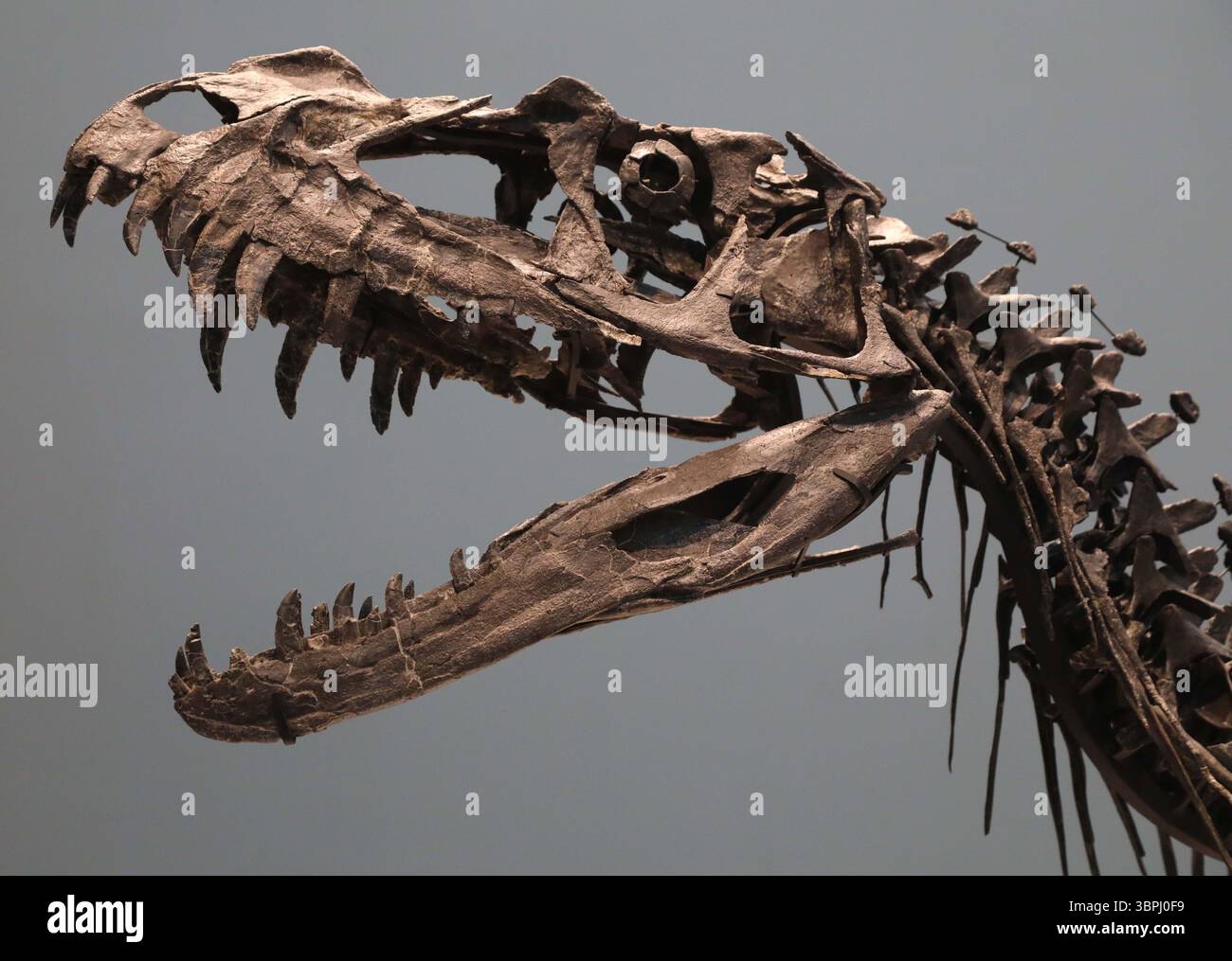 New York, New York, USA. Juli 2025. Eine Detailansicht des juvenilen Ceratosaurus, des einzigen bekannten Spezies seiner Art, aus dem späten Jura, Kimmeridgian Stage (vor ca. 154-149 Millionen Jahren), geschätzt 4 bis 6 Millionen Dollar, gesehen bei der Pressevorschau zur Geek Week 2025 in Sotheby's New York. (Kreditbild: © Nancy Kaszerman/ZUMA Press Wire) NUR REDAKTIONELLE VERWENDUNG! Nicht für kommerzielle ZWECKE! Stockfoto