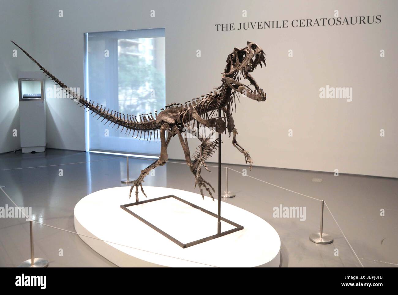 New York, New York, USA. Juli 2025. Ein juveniler Ceratosaurus, der einzige bekannte Spezies seiner Art, aus dem späten Jura, Kimmeridgian Stage (vor etwa 154-149 Millionen Jahren), schätzt 4 bis 6 Millionen US-Dollar, wie bei der Pressevorschau zur Geek Week 2025 in Sotheby's New York zu sehen ist. (Kreditbild: © Nancy Kaszerman/ZUMA Press Wire) NUR REDAKTIONELLE VERWENDUNG! Nicht für kommerzielle ZWECKE! Stockfoto