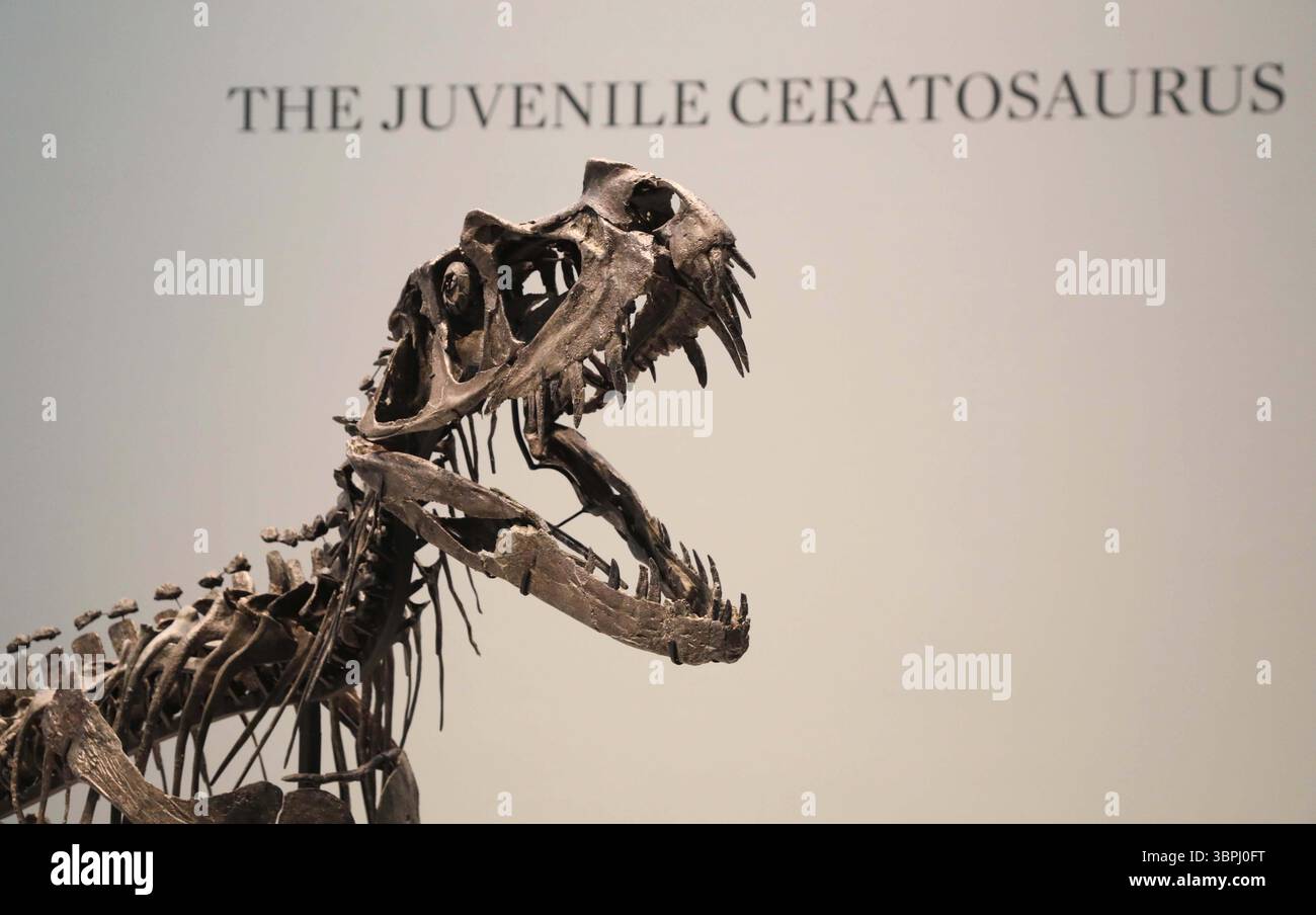 New York, New York, USA. Juli 2025. Eine Detailansicht des juvenilen Ceratosaurus, des einzigen bekannten Spezies seiner Art, aus dem späten Jura, Kimmeridgian Stage (vor ca. 154-149 Millionen Jahren), geschätzt 4 bis 6 Millionen Dollar, gesehen bei der Pressevorschau zur Geek Week 2025 in Sotheby's New York. (Kreditbild: © Nancy Kaszerman/ZUMA Press Wire) NUR REDAKTIONELLE VERWENDUNG! Nicht für kommerzielle ZWECKE! Stockfoto
