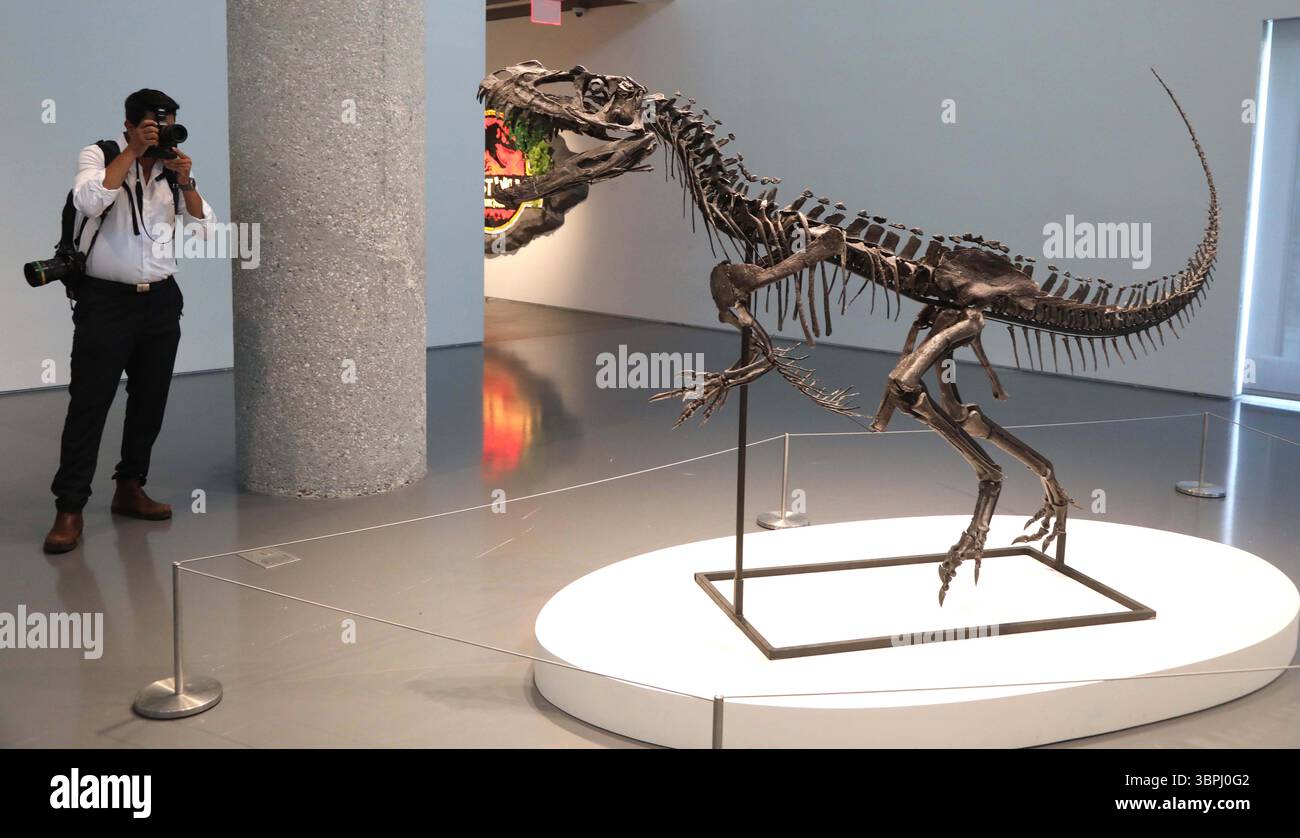 New York, New York, USA. Juli 2025. Ein Mann fotografiert einen juvenilen Ceratosaurus, den einzigen bekannten Spezies seiner Art, aus der späten Jura-Periode, Kimmeridgian Stage (vor etwa 154-149 Millionen Jahren), schätzungsweise 4 bis 6 Millionen Dollar, zu sehen bei der Pressevorschau zur Geek Week 2025 in Sotheby's New York. (Kreditbild: © Nancy Kaszerman/ZUMA Press Wire) NUR REDAKTIONELLE VERWENDUNG! Nicht für kommerzielle ZWECKE! Stockfoto