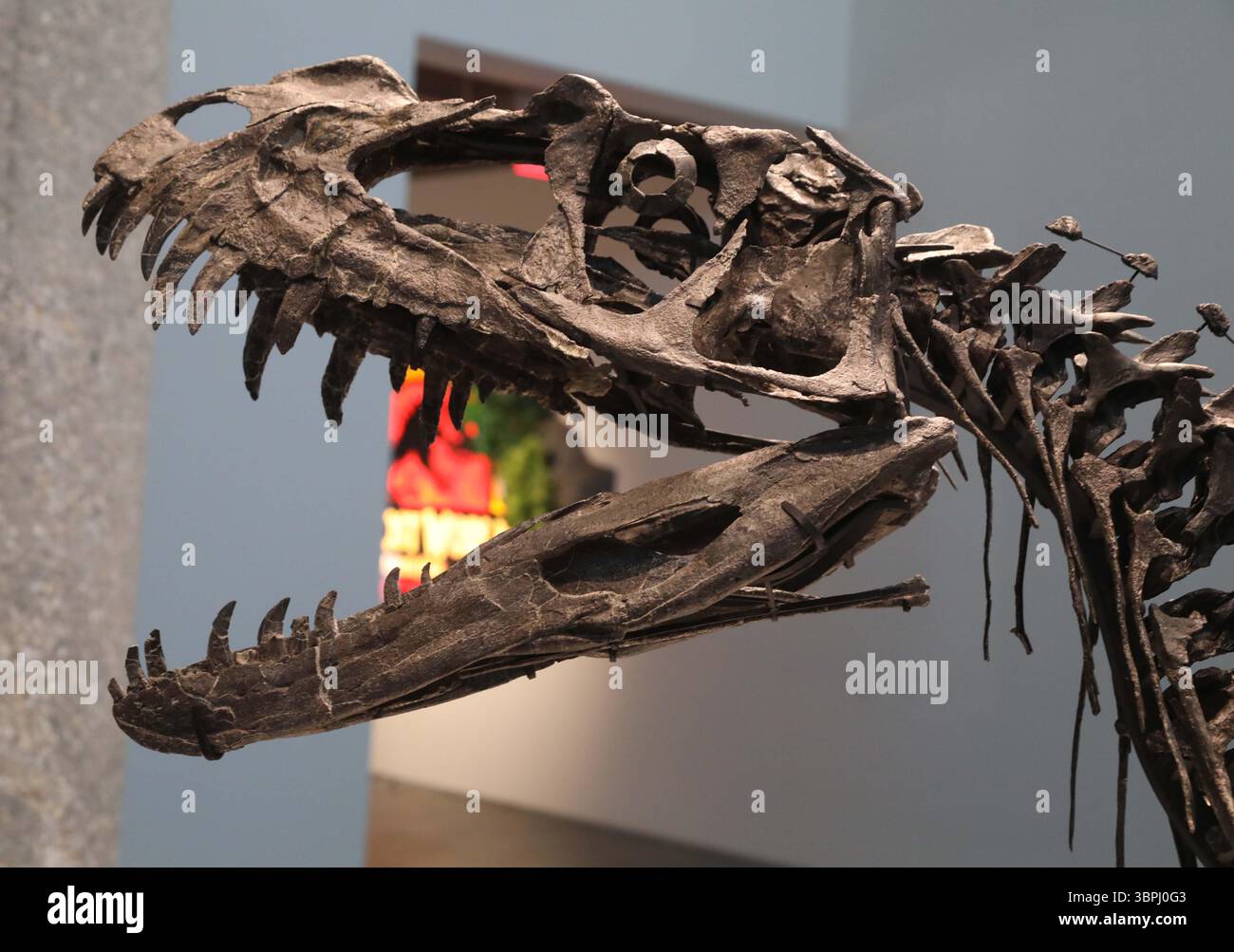 New York, New York, USA. Juli 2025. Eine Detailansicht des juvenilen Ceratosaurus, des einzigen bekannten Spezies seiner Art, aus dem späten Jura, Kimmeridgian Stage (vor ca. 154-149 Millionen Jahren), geschätzt 4 bis 6 Millionen Dollar, gesehen bei der Pressevorschau zur Geek Week 2025 in Sotheby's New York. (Kreditbild: © Nancy Kaszerman/ZUMA Press Wire) NUR REDAKTIONELLE VERWENDUNG! Nicht für kommerzielle ZWECKE! Stockfoto