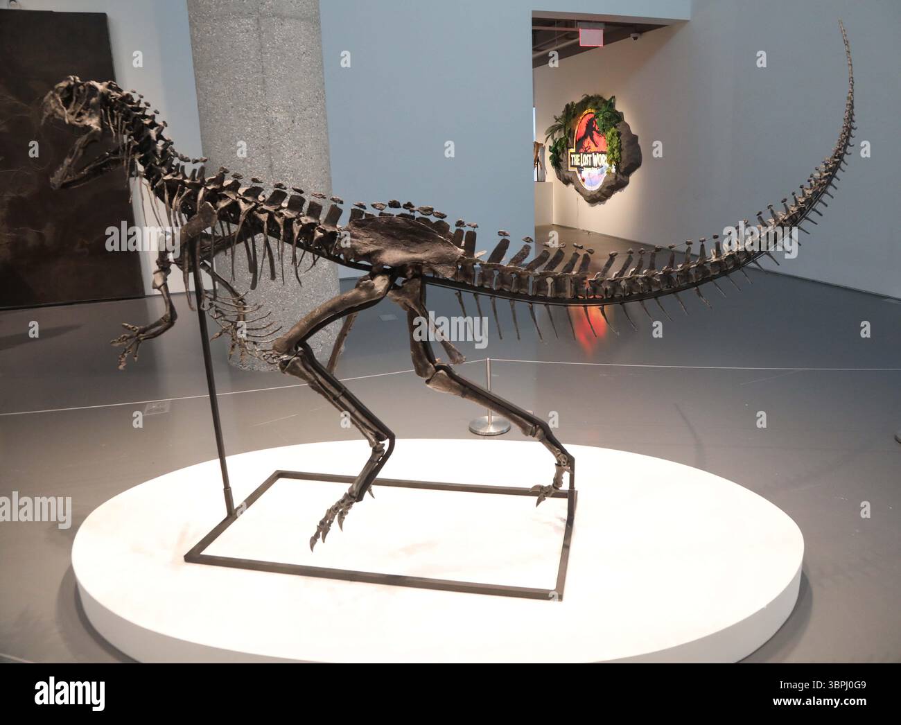 New York, New York, USA. Juli 2025. Ein juveniler Ceratosaurus, der einzige bekannte Spezies seiner Art, aus dem späten Jura, Kimmeridgian Stage (vor etwa 154-149 Millionen Jahren), schätzt 4 bis 6 Millionen US-Dollar, wie bei der Pressevorschau zur Geek Week 2025 in Sotheby's New York zu sehen ist. (Kreditbild: © Nancy Kaszerman/ZUMA Press Wire) NUR REDAKTIONELLE VERWENDUNG! Nicht für kommerzielle ZWECKE! Stockfoto