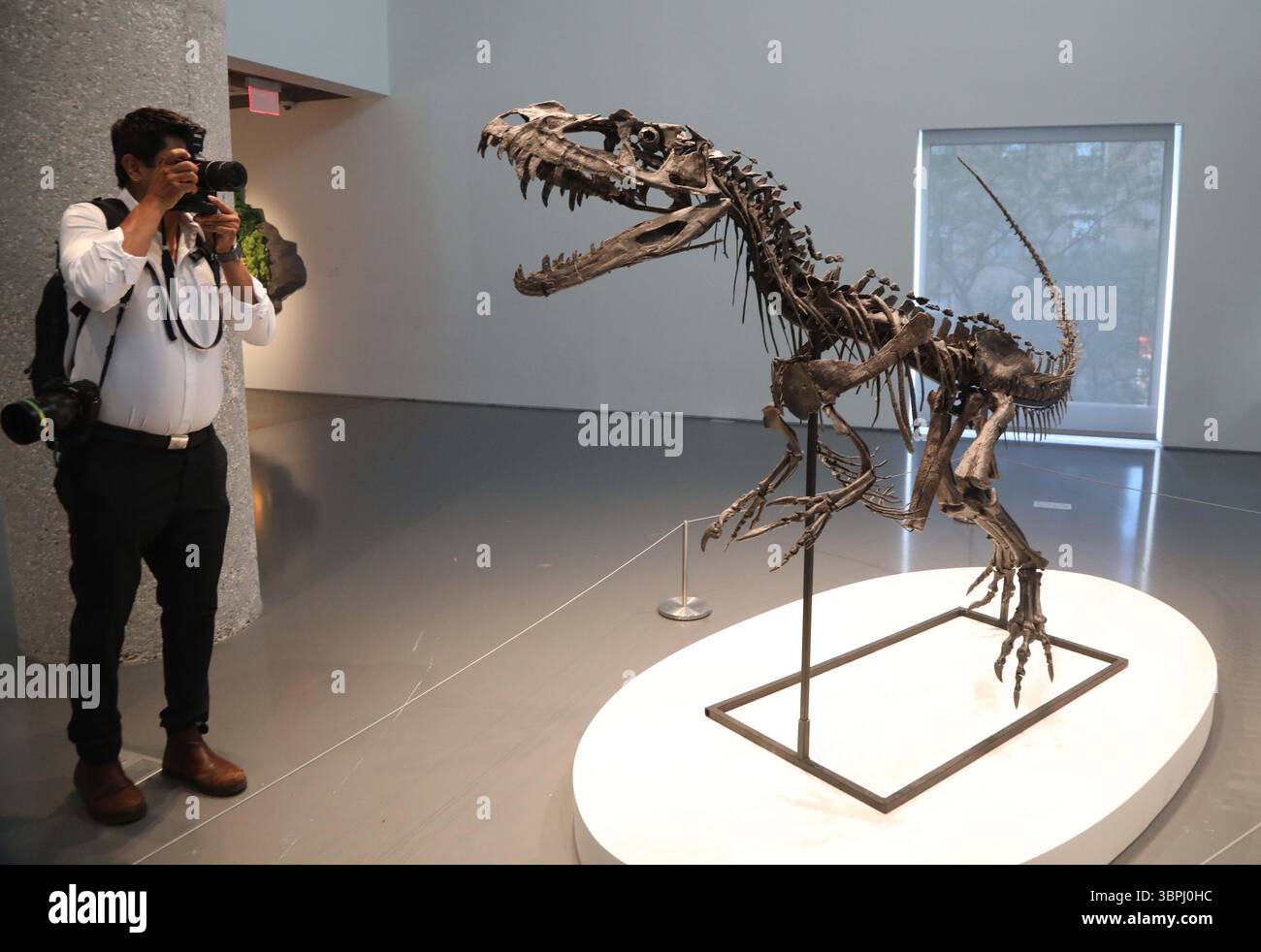 New York, New York, USA. Juli 2025. Ein Mann fotografiert einen juvenilen Ceratosaurus, den einzigen bekannten Spezies seiner Art, aus der späten Jura-Periode, Kimmeridgian Stage (vor etwa 154-149 Millionen Jahren), schätzungsweise 4 bis 6 Millionen Dollar, zu sehen bei der Pressevorschau zur Geek Week 2025 in Sotheby's New York. (Kreditbild: © Nancy Kaszerman/ZUMA Press Wire) NUR REDAKTIONELLE VERWENDUNG! Nicht für kommerzielle ZWECKE! Stockfoto