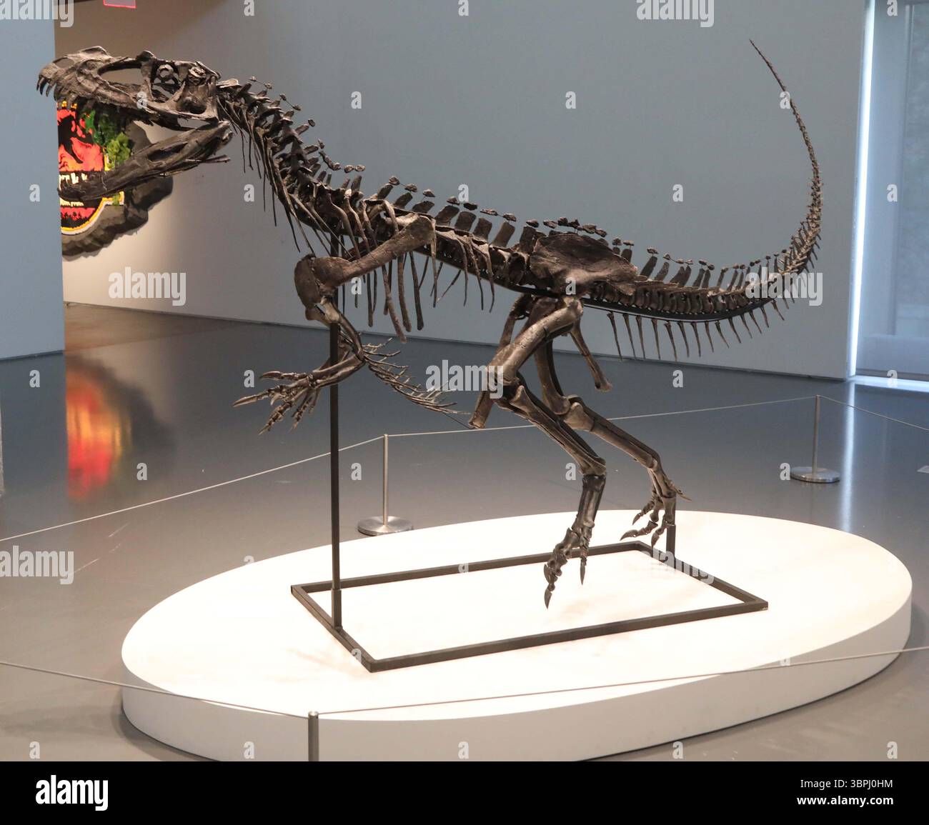 New York, New York, USA. Juli 2025. Ein juveniler Ceratosaurus, der einzige bekannte Spezies seiner Art, aus dem späten Jura, Kimmeridgian Stage (vor etwa 154-149 Millionen Jahren), schätzt 4 bis 6 Millionen US-Dollar, wie bei der Pressevorschau zur Geek Week 2025 in Sotheby's New York zu sehen ist. (Kreditbild: © Nancy Kaszerman/ZUMA Press Wire) NUR REDAKTIONELLE VERWENDUNG! Nicht für kommerzielle ZWECKE! Stockfoto