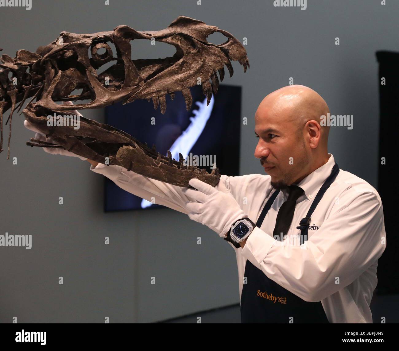 New York, New York, USA. Juli 2025. Ein Handler, der mit dem Kopf des juvenilen Ceratosaurus, dem einzigen bekannten Speziimen seiner Art, aus dem späten Jura gesehen wurde, Kimmeridgian Stage, (vor etwa 154-149 Millionen Jahren), schätzte 4 bis 6 Millionen US-Dollar, die bei der Pressevorschau zur Geek Week 2025 in Sotheby's New York zu sehen sind. (Kreditbild: © Nancy Kaszerman/ZUMA Press Wire) NUR REDAKTIONELLE VERWENDUNG! Nicht für kommerzielle ZWECKE! Stockfoto